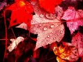 open picture: «Drops on autumn leaves»