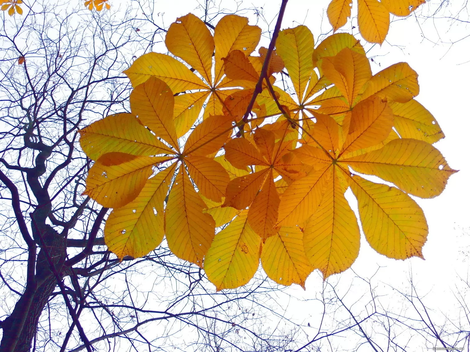 Каким цветом листья осенью. Каштан дерево лист осень. Каштан конский осенью. Каштан конский осень. Листья каштана осенью.