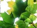 current picture: «Maple leaves»