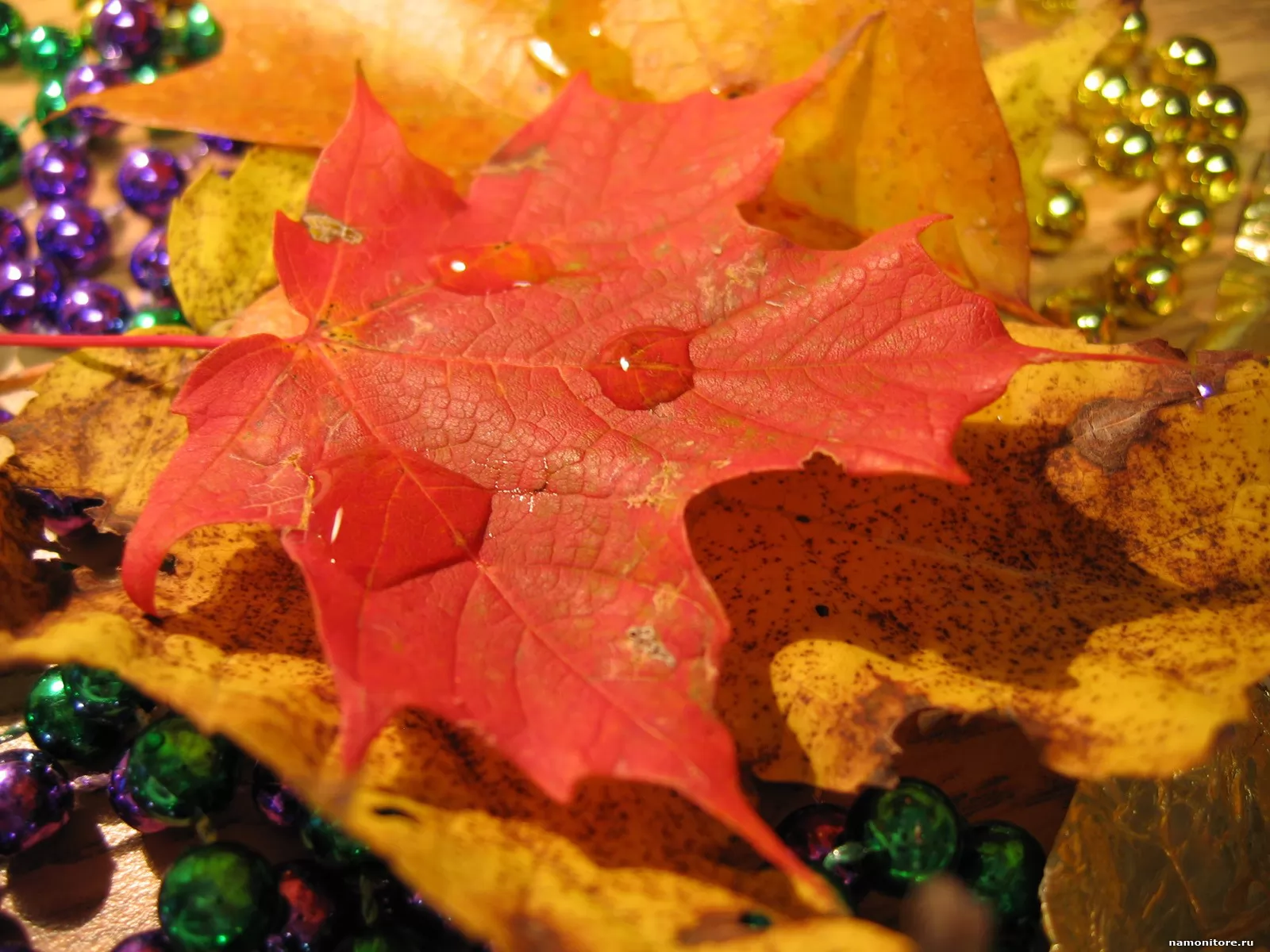 Maple leaves, autumn, nature, orange x