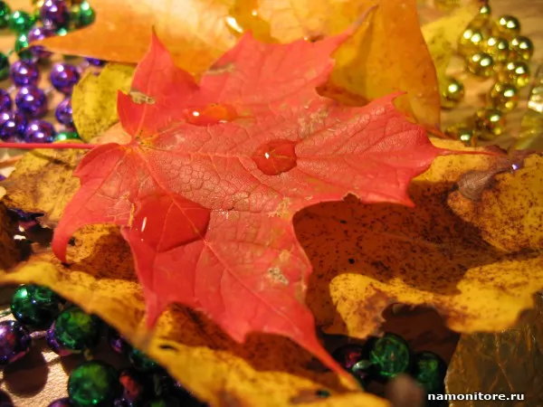 Кленовые листья, Осень