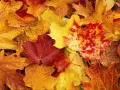 open picture: Maple carpet