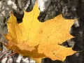 open picture: «Maple leaf»