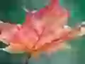 Maple leaf