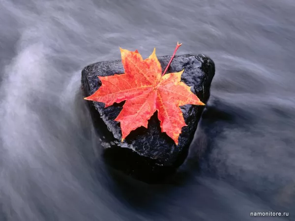 Кленовый лист, Осень