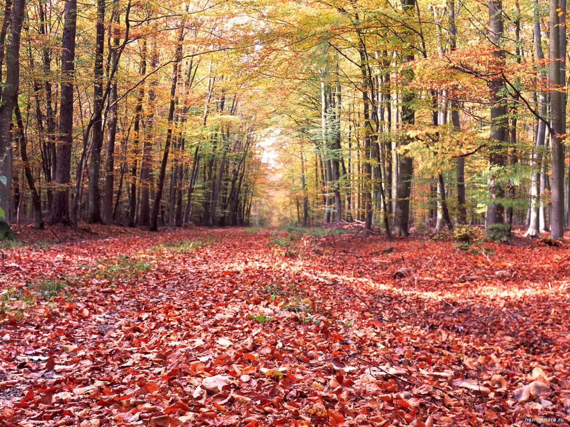 Ковер из листьев, жёлтое, красное, лес, осень, природа х