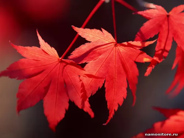 Красные листья, Осень