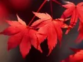 выбранное изображение: «Красные листья»