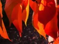 open picture: «Red leaves»