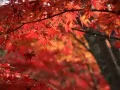 open picture: «Red leaves»