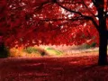 open picture: «Red maple»