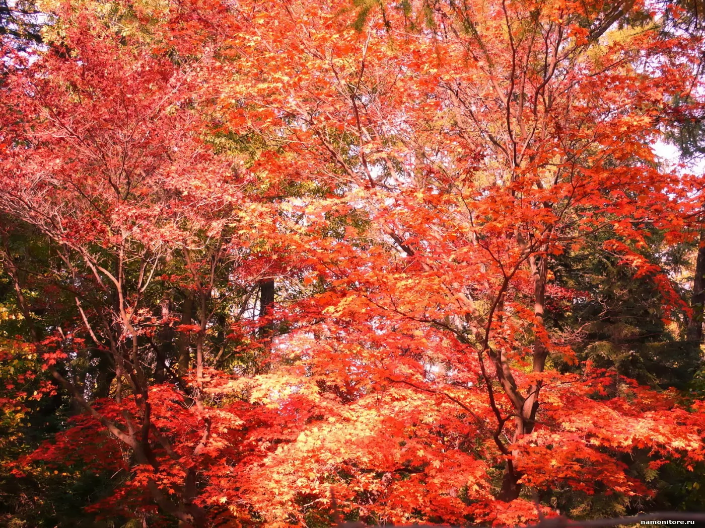 Осень оранжевый красный