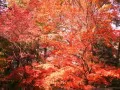 open picture: «Red maple»