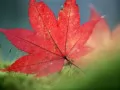 open picture: «Red maple leaf»