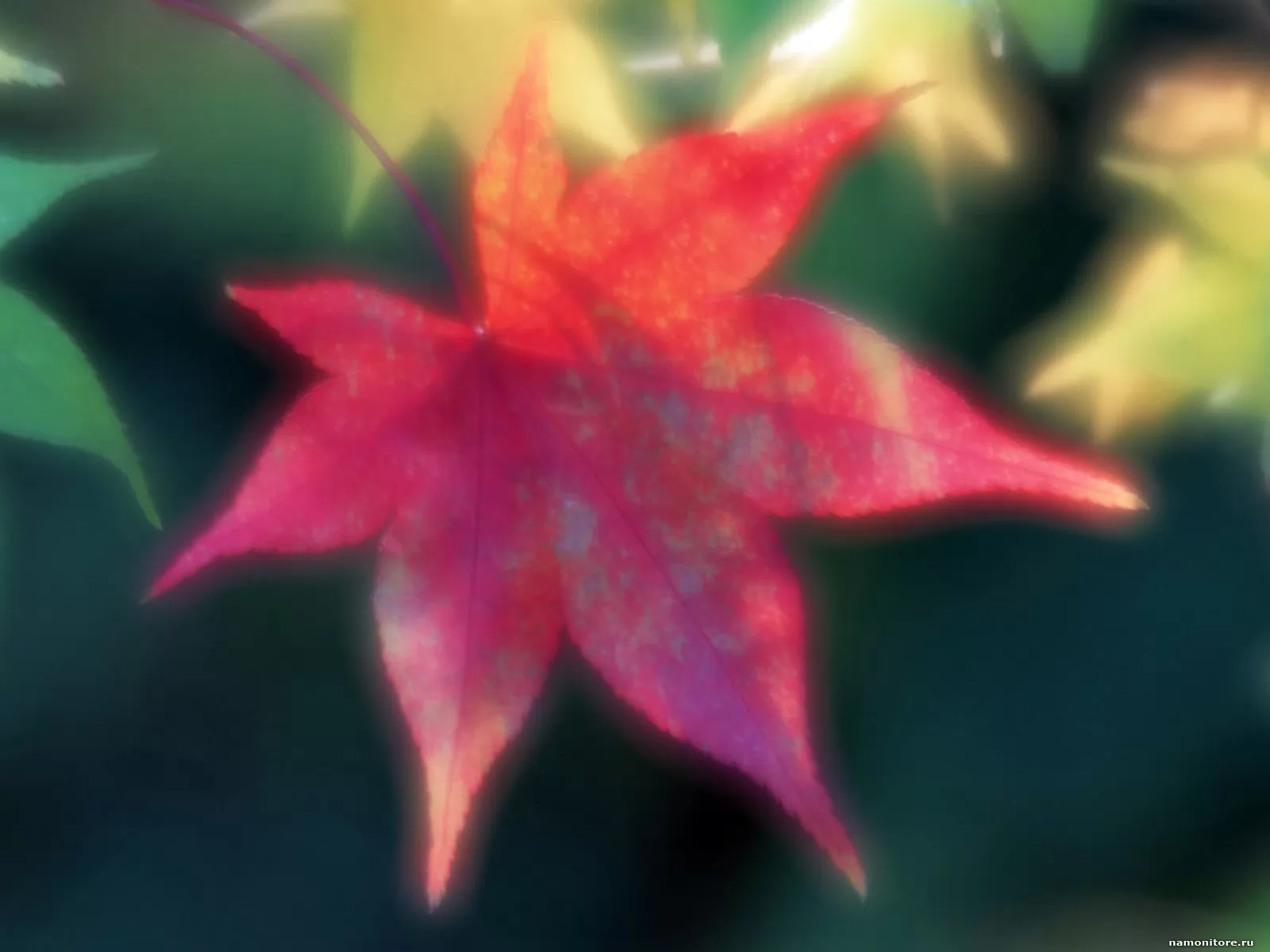 Красный лист, осень, природа, розовое х