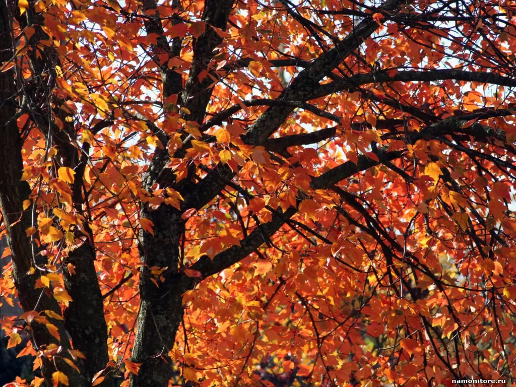 Красное дерево, коричневое, осень, природа х