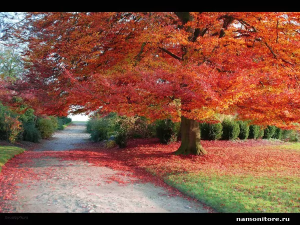 Красное дерево, Осень