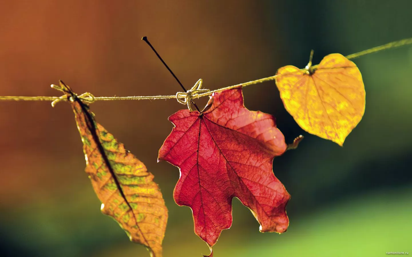 Leaflets, autumn, clipart, nature x