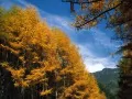 current picture: «Larches»