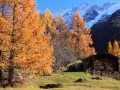 current picture: «Larches against mountains»