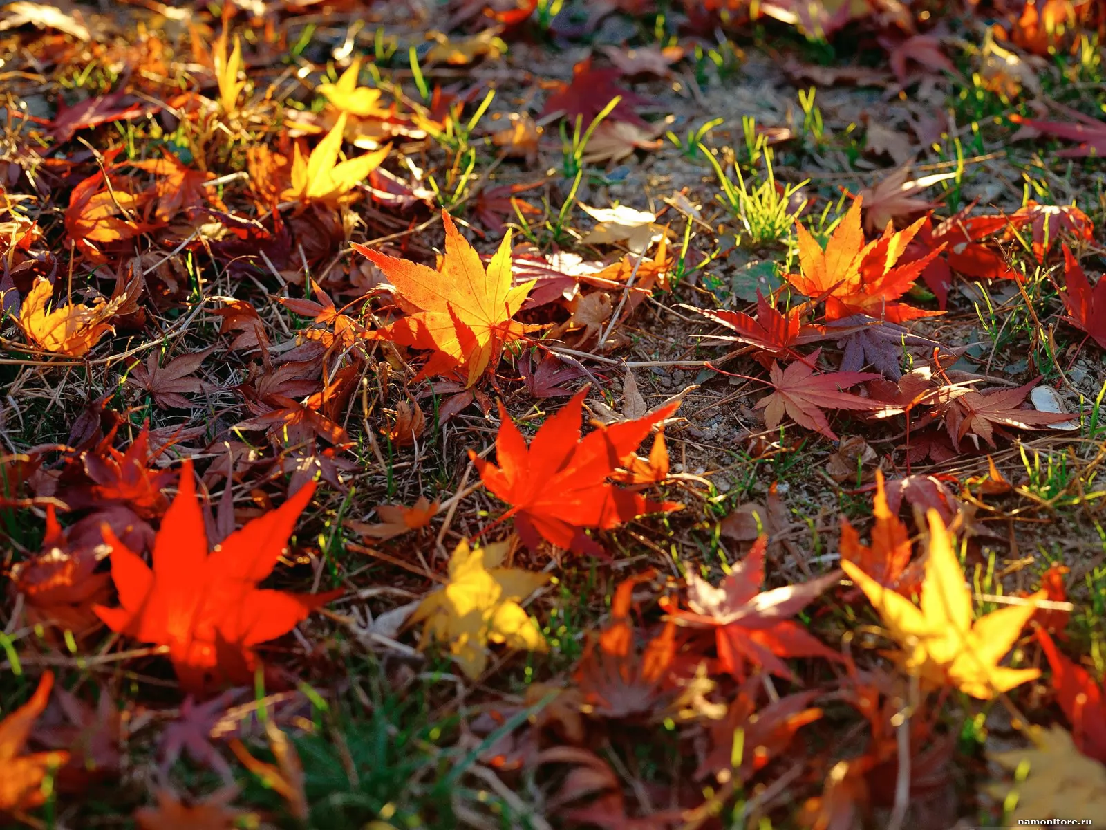 Осенние листочки на земле