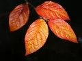 выбранное изображение: «Листья осенью»