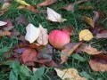 open picture: «Bulk apple»