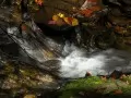 current picture: It is cast in the autumn