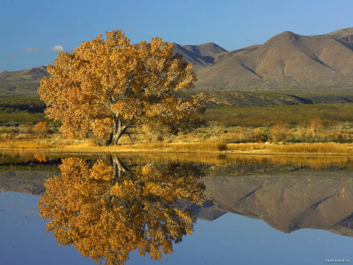Нью-Мексико, жёлтое, золотистое, озеро, осень, природа х