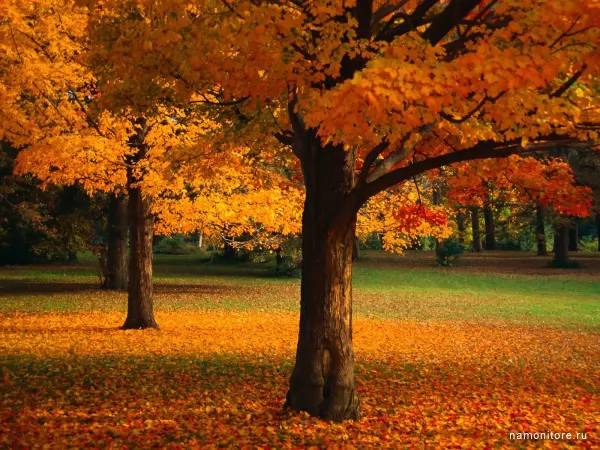Ohio, chestnut shades, Autumn