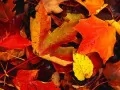 open picture: «Fallen down leaves»