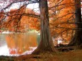 open picture: «Orange autumn»