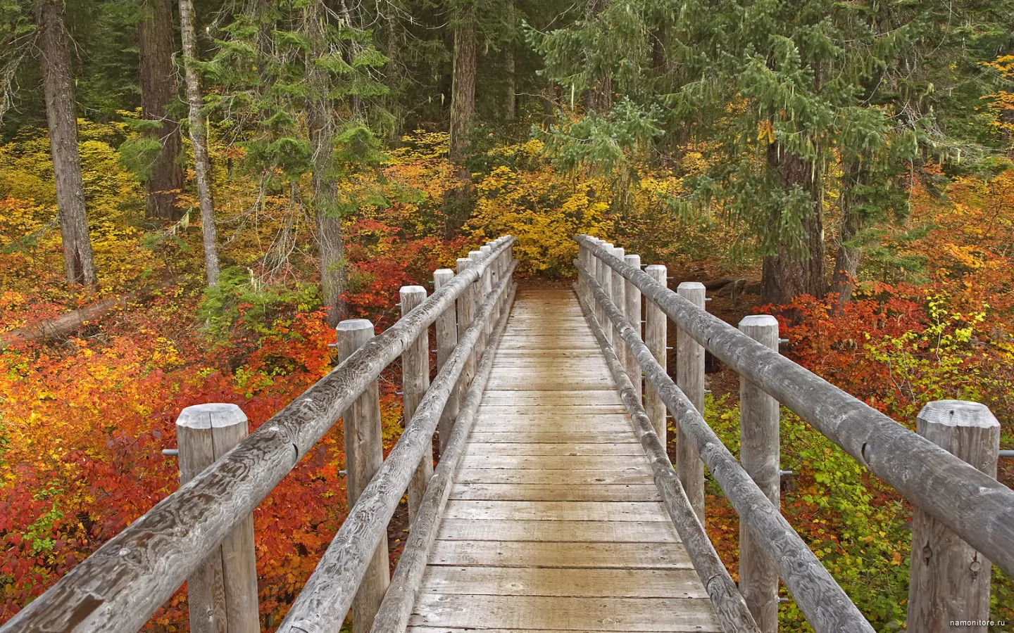 Деревянный мост в лесу осень