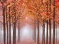 open picture: «Oregon, a valley of Uillamett, maples in a fog»