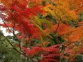 open picture: Autumn