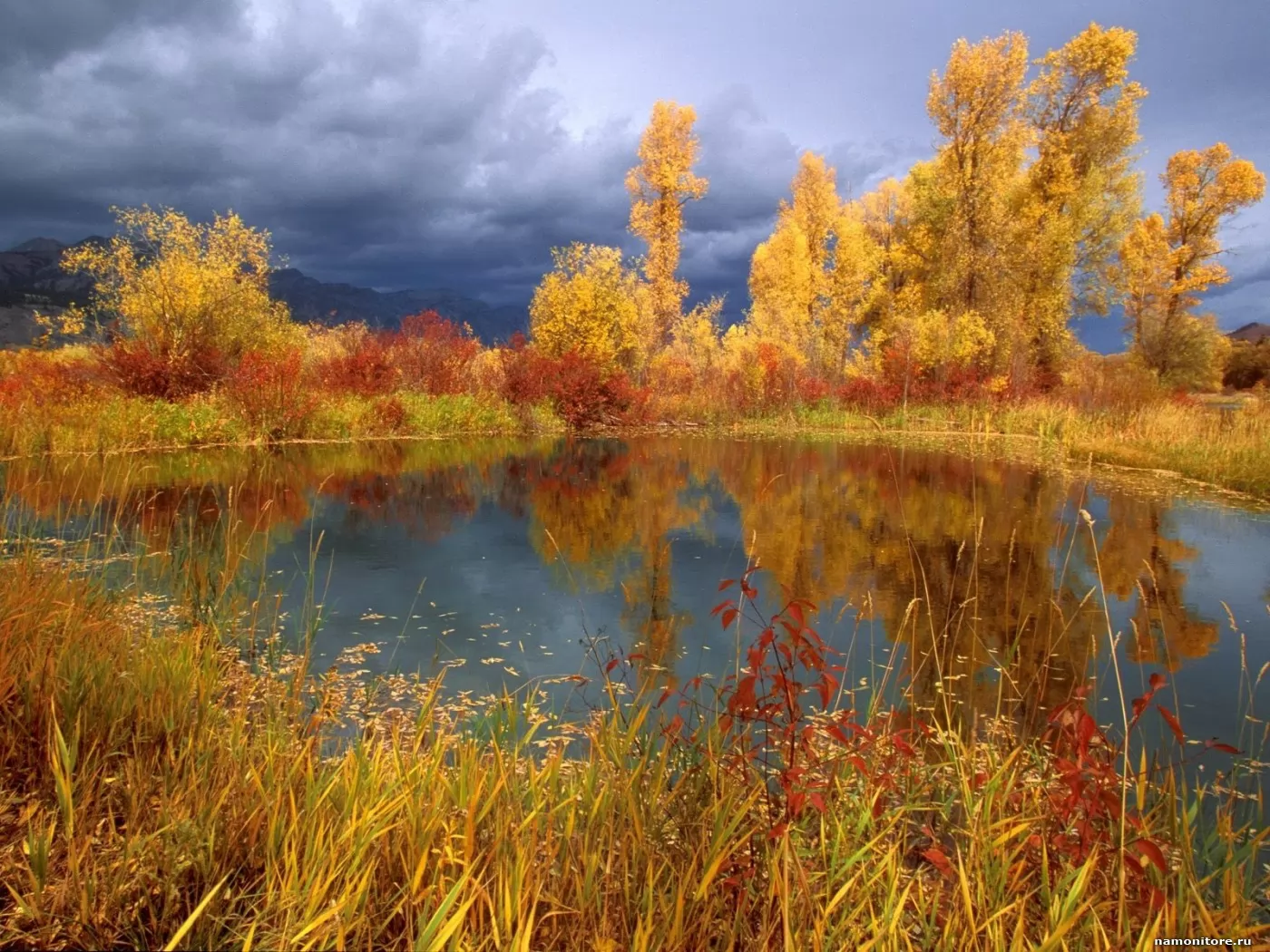 Autumn in forest, autumn, best, forest, golden, lake, landscapes, nature x