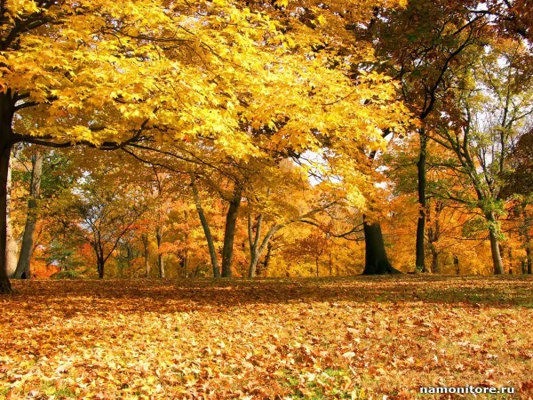 Autumn in a heat, Autumn