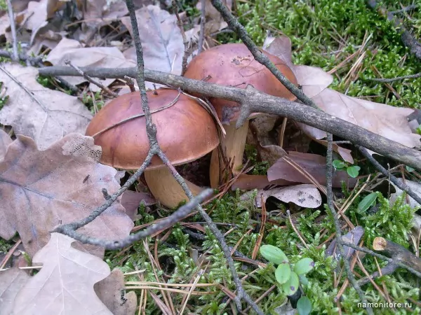 Autumn mushrooms, Autumn