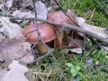 open picture: «Autumn mushrooms»