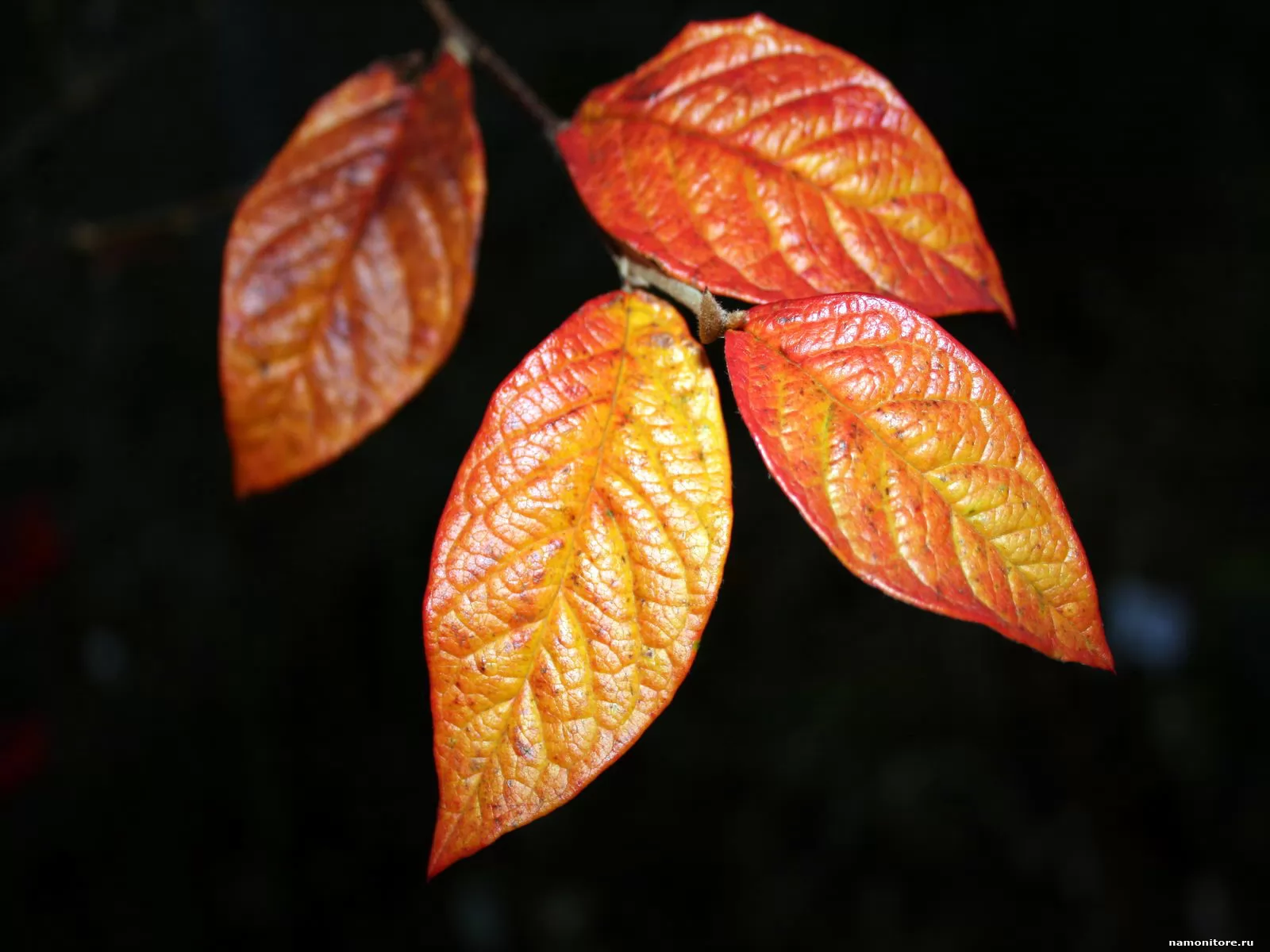 Осенние листья, оранжевое, осень, природа, чёрное х