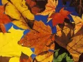 выбранное изображение: «Осенний калейдоскоп»