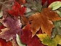 open picture: «Autumn carpet»
