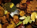 open picture: «Autumn carpet»