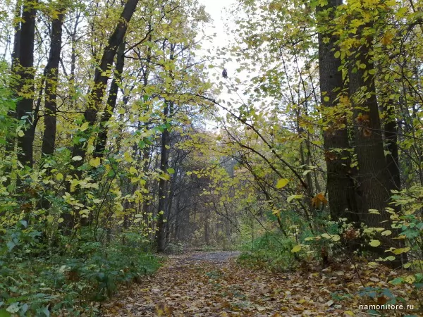Осенний лес, Осень