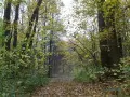 выбранное изображение: «Осенний лес»