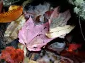 open picture: «Autumn still-life»