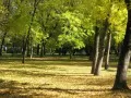 open picture: «Autumn park»