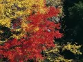 open picture: «Autumn foliage»