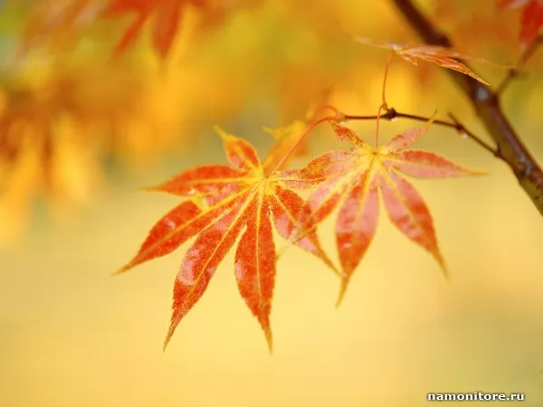Пёстрые листочки, Осень