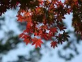 open picture: «Reddened leaves»